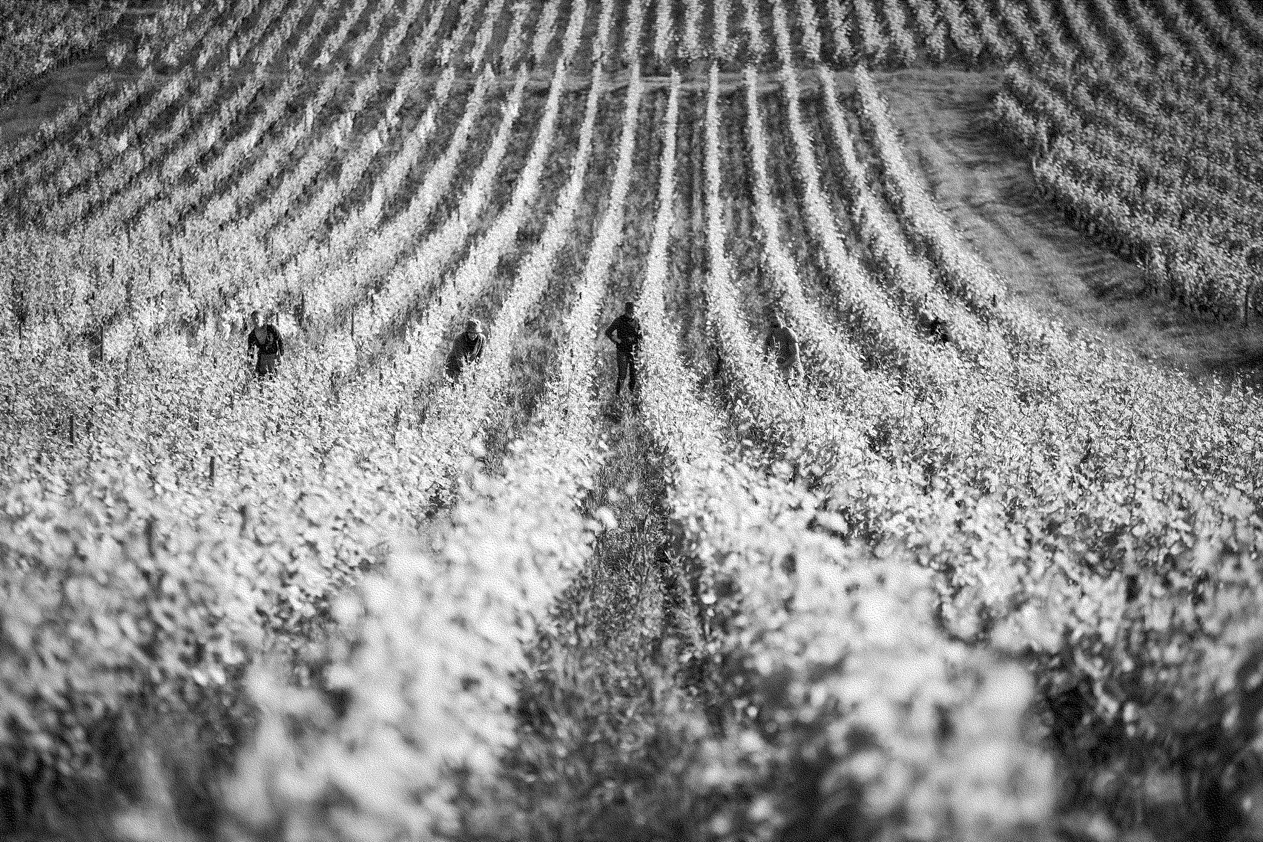 Personnes dans des vignes